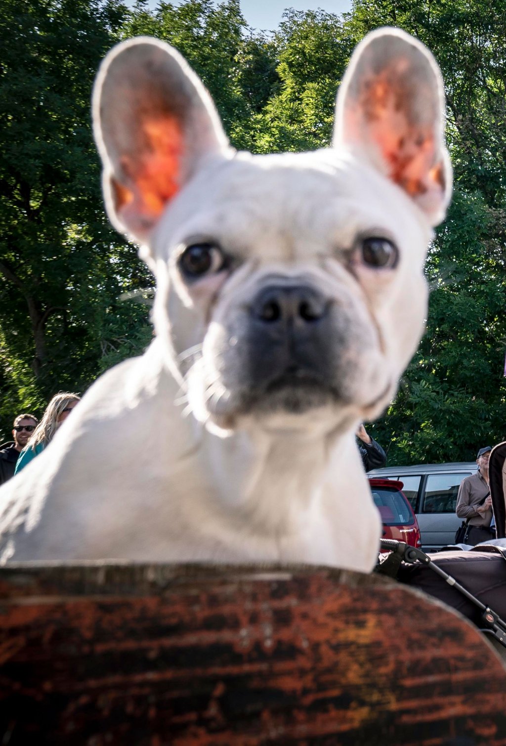 Ein kleiner Hund hat in Wittenberg eine Zweijährige verletzt. Foto: