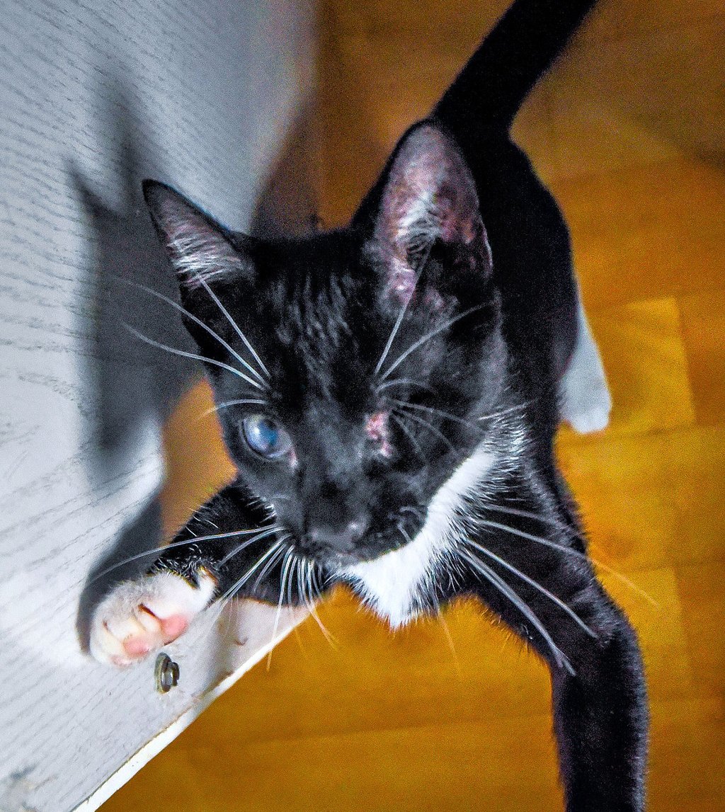 Tommy hat nur noch ein Auge. „Ein Pechvogel“, sagt die Katzenfreundin.