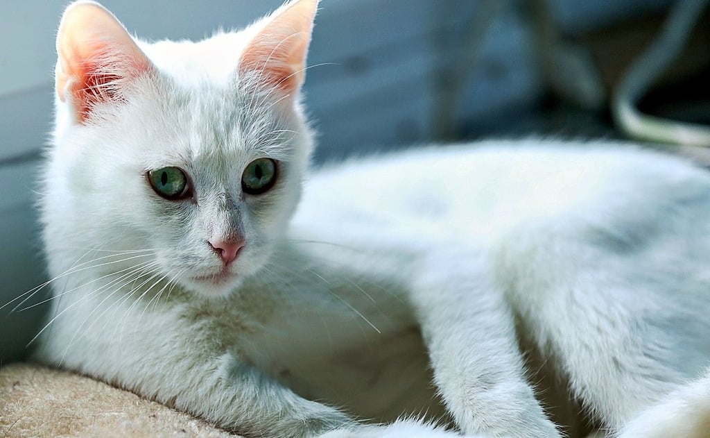„Verschmust ohne Ende“ sei die schneeweiße Katze Lilli, sagt Iloner Zocher.