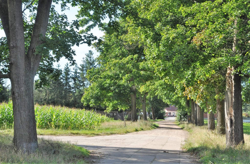 Insgesamt müssen in der verlängerten Friedenstraße in Parchen neun dieser Alleebäume gefällt werden.