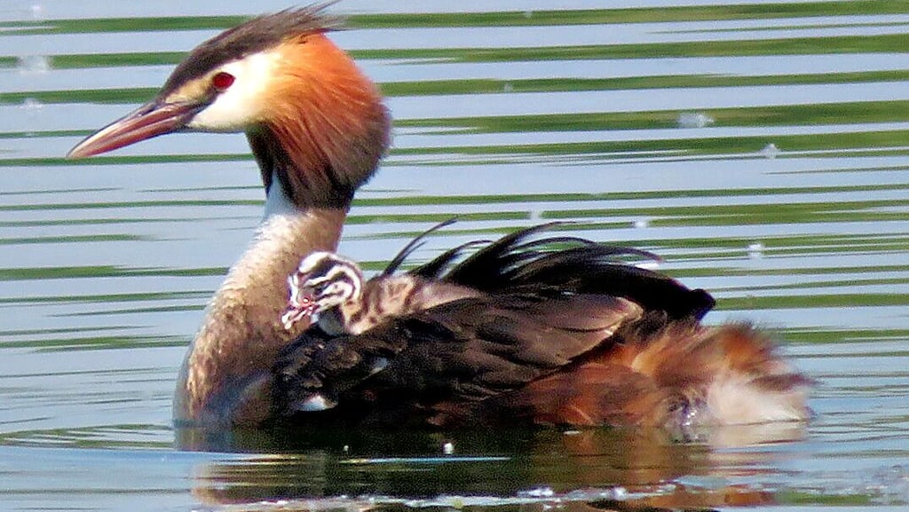 Ein Haubentaucher und sein Junges auf dem See. Die Jakobsgrube bietet eine große Vielfalt an Tieren.