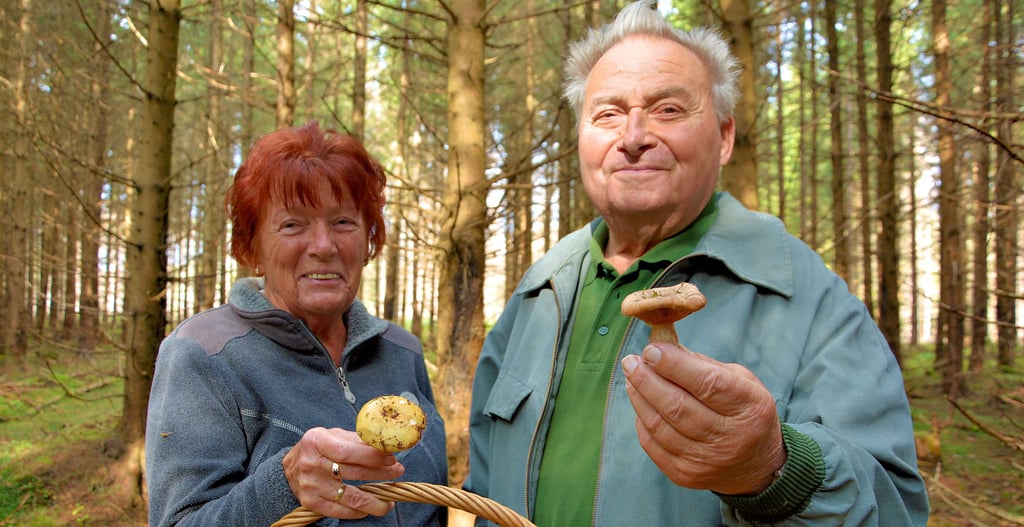 Edith und Klaus Gregor aus Tanne zeigen, was derzeit wächst – ein gelber Täubling (links) und ein Kahler Krempling, der früher gegessen wurde, aber seit1958 als giftig gilt.