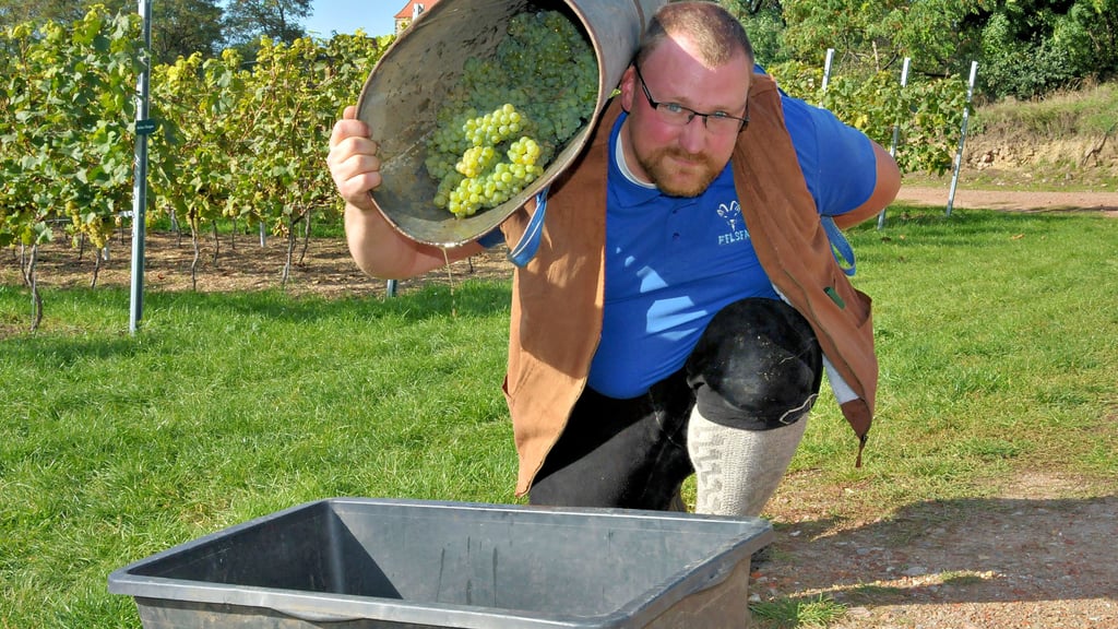 Auf dem Weinberg in BernburgWaldau werden die Trauben gelesen