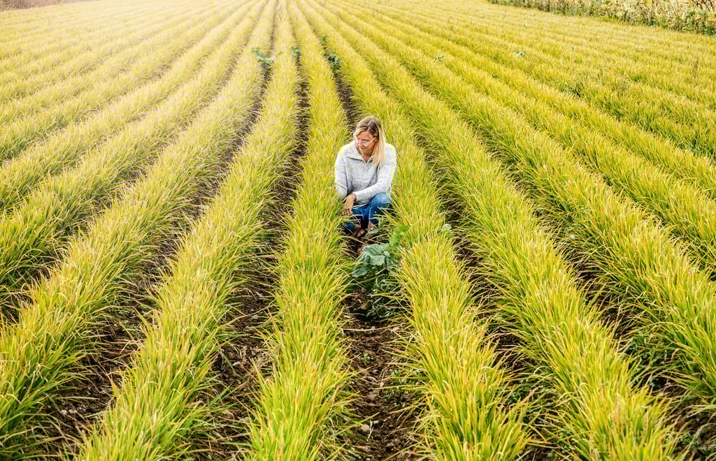 Landwirtin Anni Matthes begutachtet ihren Reis. Er wächst Büschelweise und wird auf Dämmen angebaut, weil dadurch Wärme und Wasser besser gesepeichert werden können.