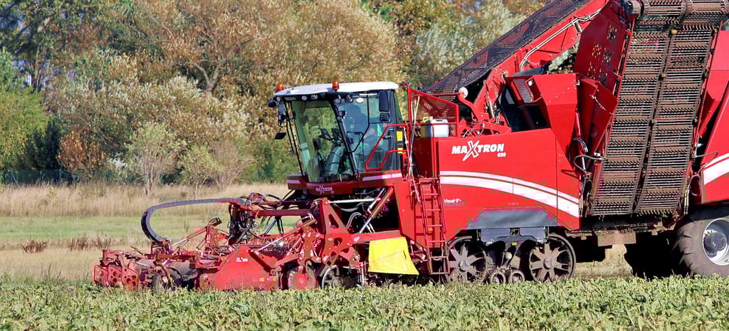 Der Rübenroder ist aktuell im Zweischichtbetrieb im Einsatz, um die große Menge an Zuckerrüben aus dem Boden zu bekommen.