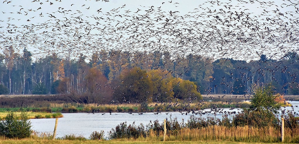 Tausende nordische Gänse und Enten rasten in diesen Tagen im Biosphärenreservat Drömling. Ein lautes Spektakel veranstalten die Zugvögel, als plötzlich zwei Seeadler am Himmel über der Flachwasserzone in Piplockenburg auftauchen.