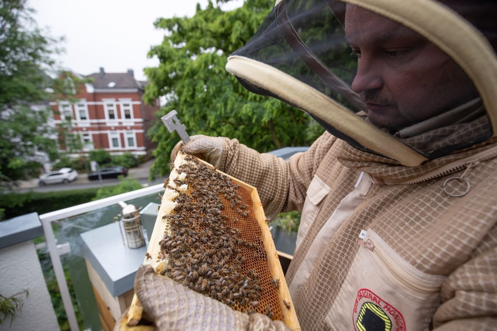 Imker Wolfgang Schön hält mit Schutzhemd und Stockmeißel eine Bienenwabe in den Händen auf dem Balkon seiner Stadtwohnung.