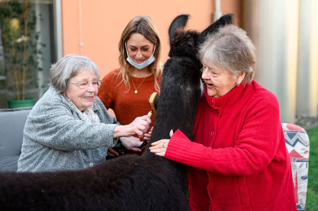 Zwei Bewohnerinnen (l u r) des Seniorenheims bürsten und streicheln ein Lama.