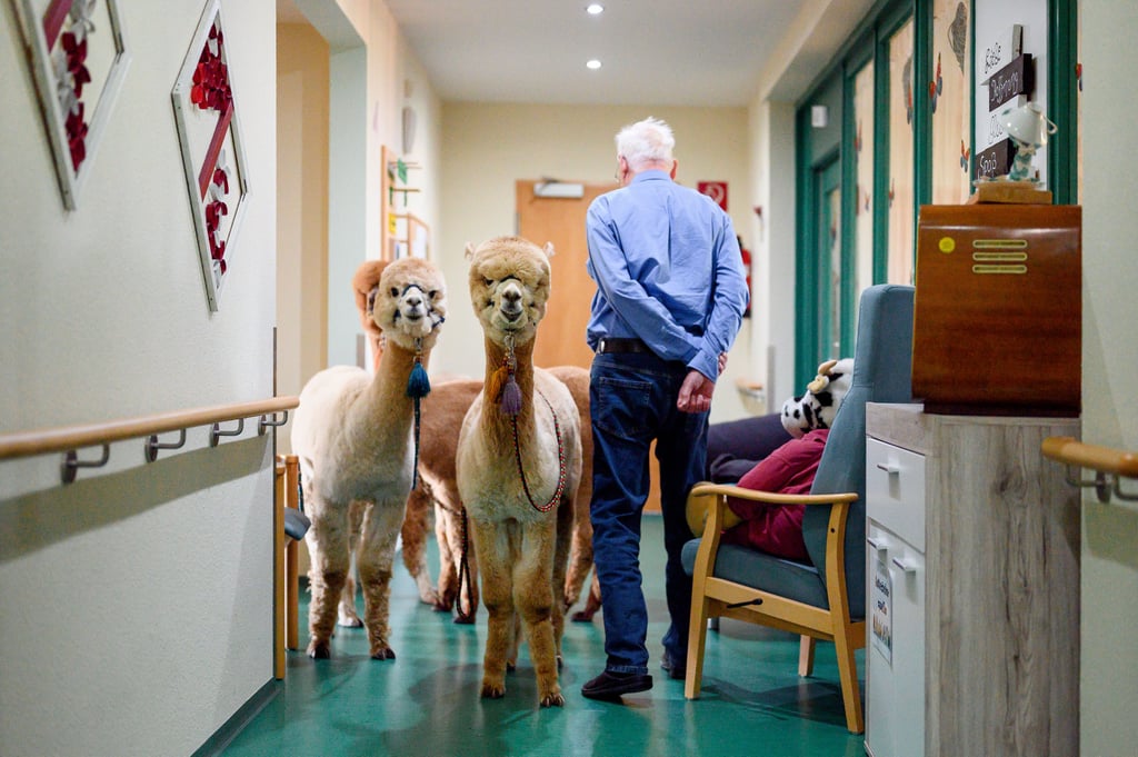 Alpakas und Lamas besuchen die Bewohner des Seniorenheims in Rudolstadt.