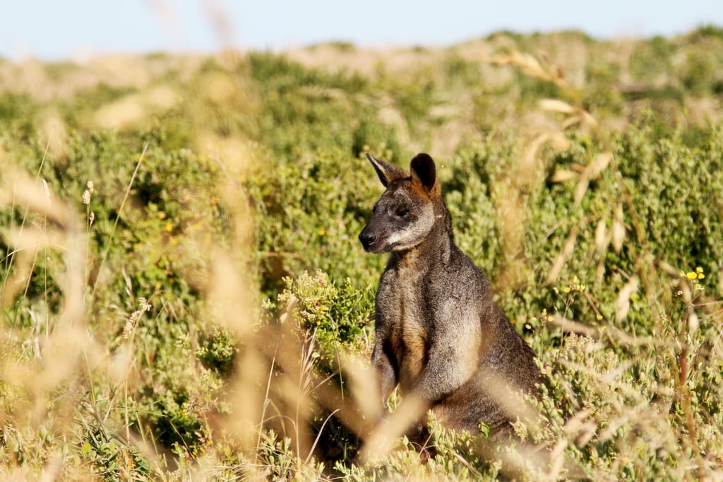 Kängurus stehen in Australien unter besonderem Schutz. (Symbolbild)
