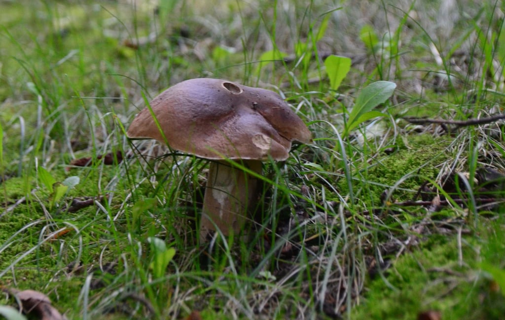 Eine Marone in der Altmark. Die Pilzsaison in der Region läuft, und die schmackhaften Exemplare wachsen besser als in den Vorjahren.