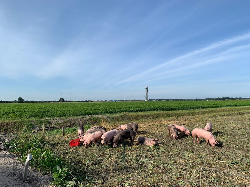 Schweine grasen am Flughafen Schiphol. Sie sollen hier Vögel von den Start- und Landebahnen fernhalten und dadurch helfen, Kollisionen mit Flugzeugen zu verhindern.