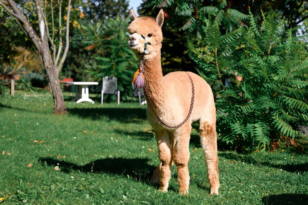 Ein Alpaka steht im Garten des Seniorenheims.