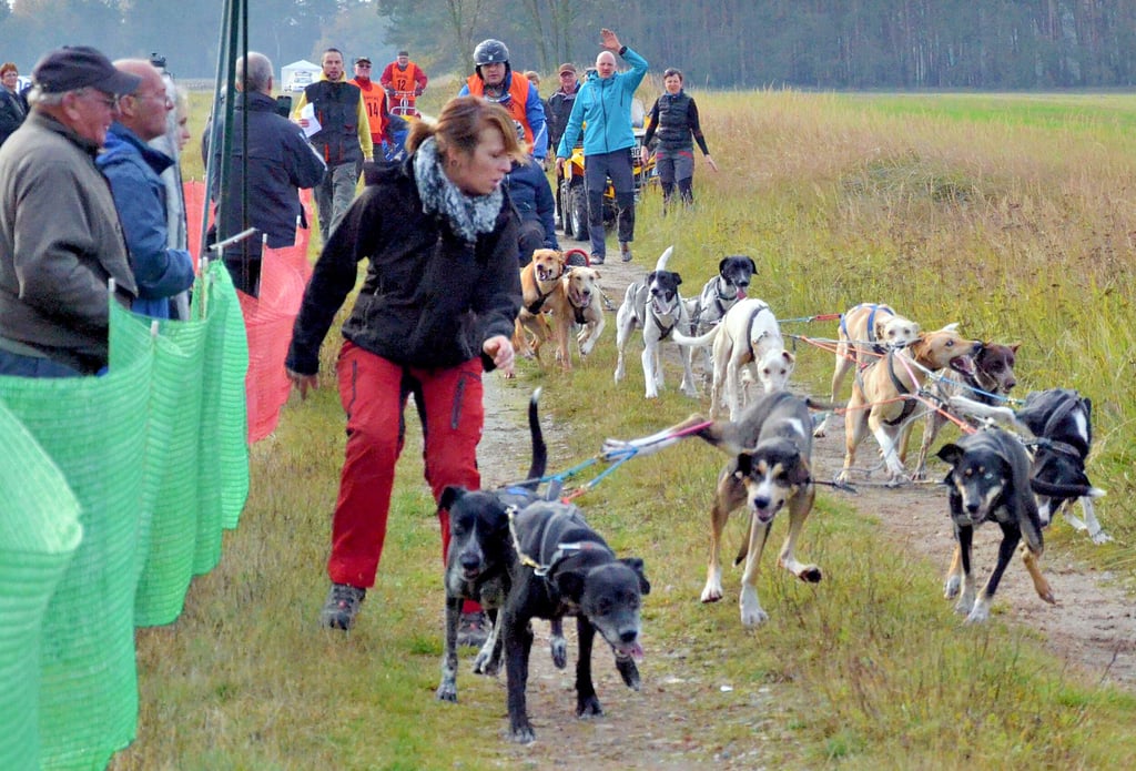 Mitte November gehen in Leipa, hier ein früherer Wettkampf, die Deutschen Meisterschaften im Schlittenhunde-Wagenrennen über die Bühne.