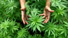 Das Verbot von Cannabis kriminalisiere unzählige Menschen. Foto: Symbolbild/