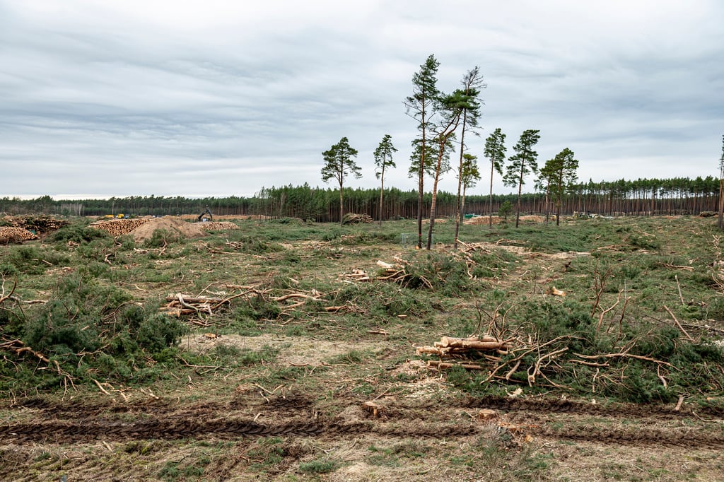 90 Hektar Wald wurden Anfang 2020 für die Autofabrik gerodet.