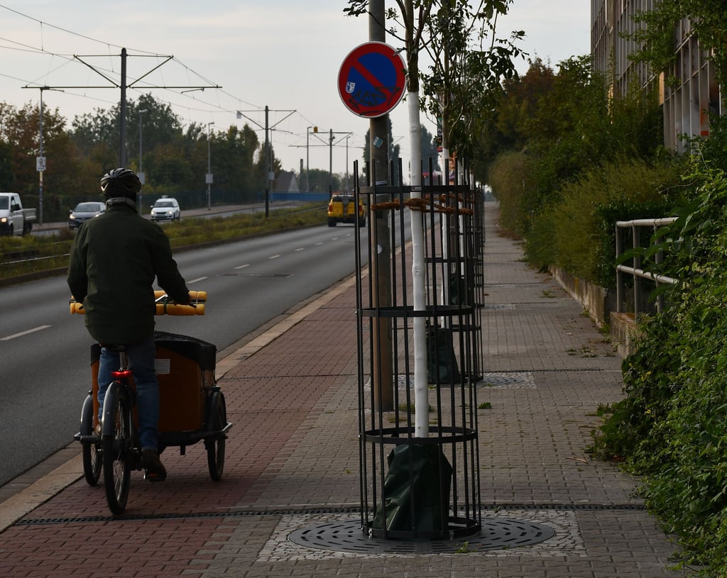 Auf der Westringbrücke in Magdeburg wurden neue Bäume gepflanzt.