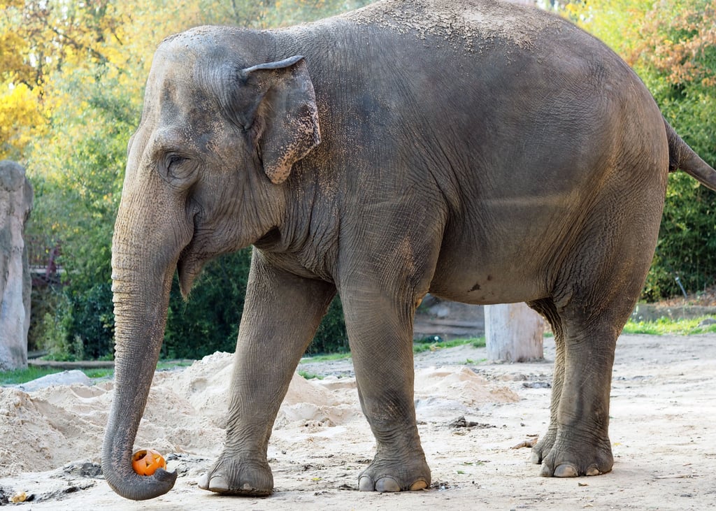 Elefantenkuh Saida verlässt den Leipziger Zoo.