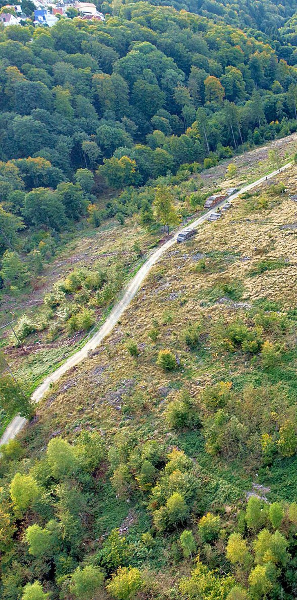 Sichtbarer Klimawandel in Deutschland: kranke Wälder.