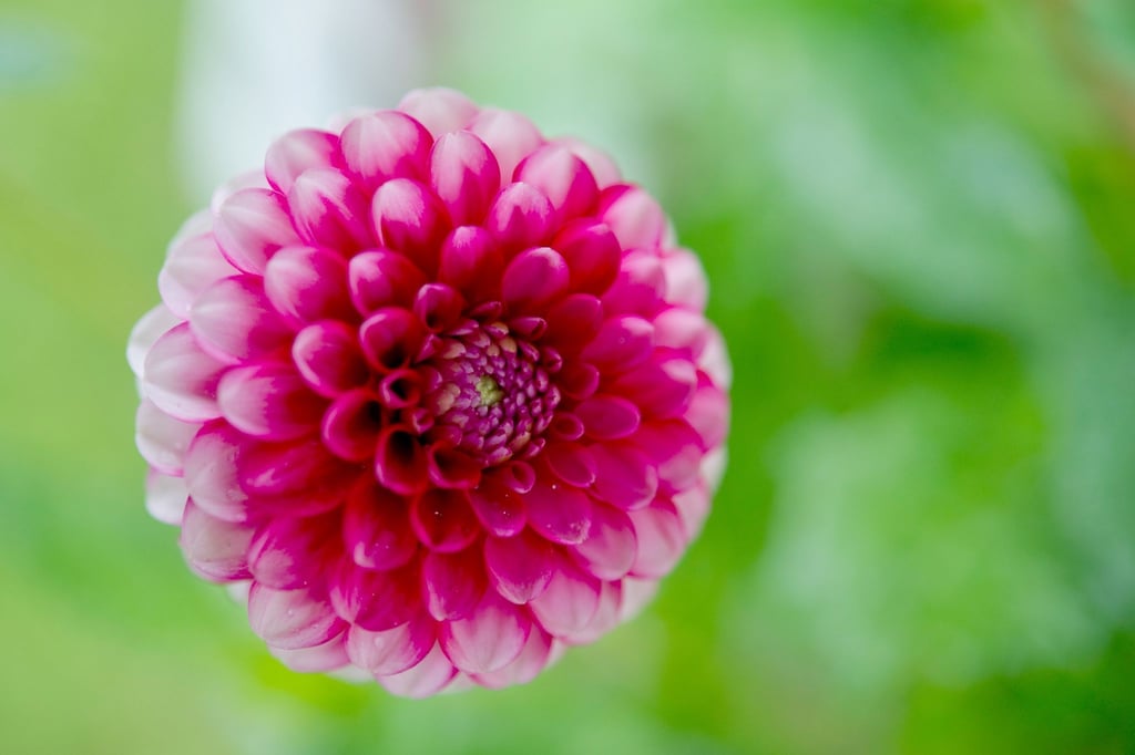 Dahlien können bis in den Herbst hinein blühen.