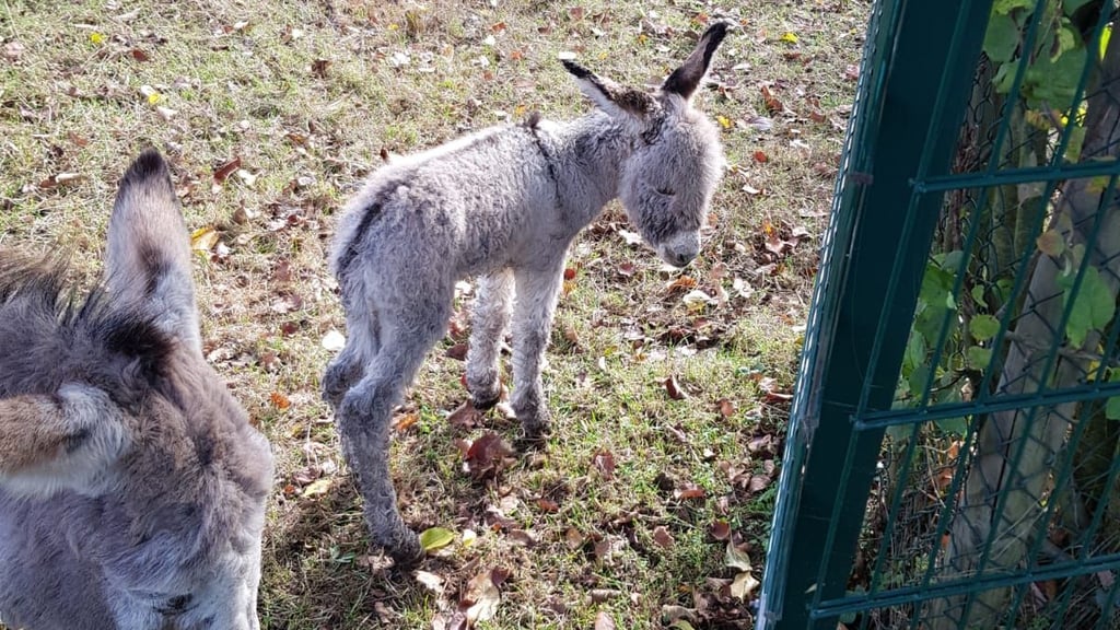 Ein kleiner Esel ist am Mittwochmorgen im Wildpark Weißewarte zur Welt gekommen.