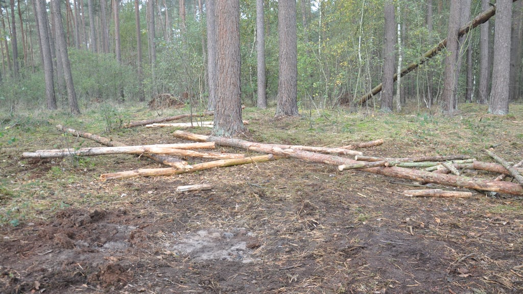 Das sind die Reste des Waldbesetzer-Camps bei Storbeck am 13. Oktober 2021.