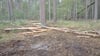 Das sind die Reste des Waldbesetzer-Camps bei Storbeck am 13. Oktober 2021.