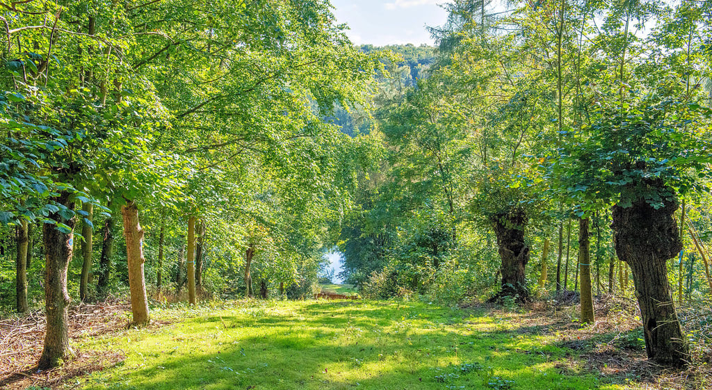 Blick zum Marienthaler Teich: ein Teil des Laubwaldes ist nun ein Ruheforst, in dem bereits 26 Frauen und Männer ihre letzte Ruhe gefunden haben.