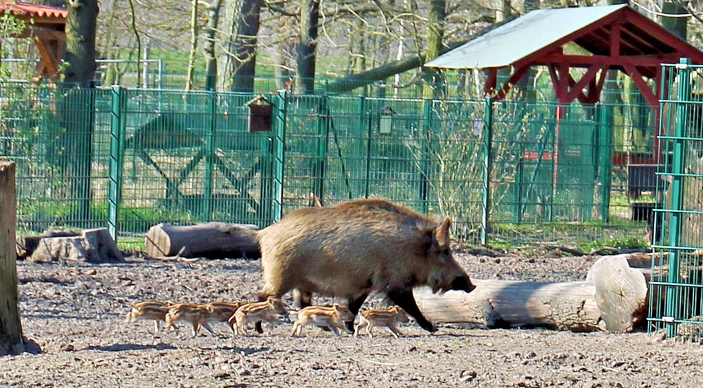 Wildschweinnachwuchs im Wildpark Weißewarte.