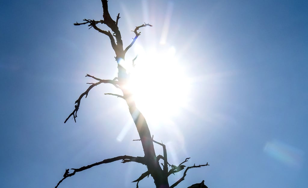 Die Silhouette eines toten Baumes zeichnet sich vor der Sonne ab.