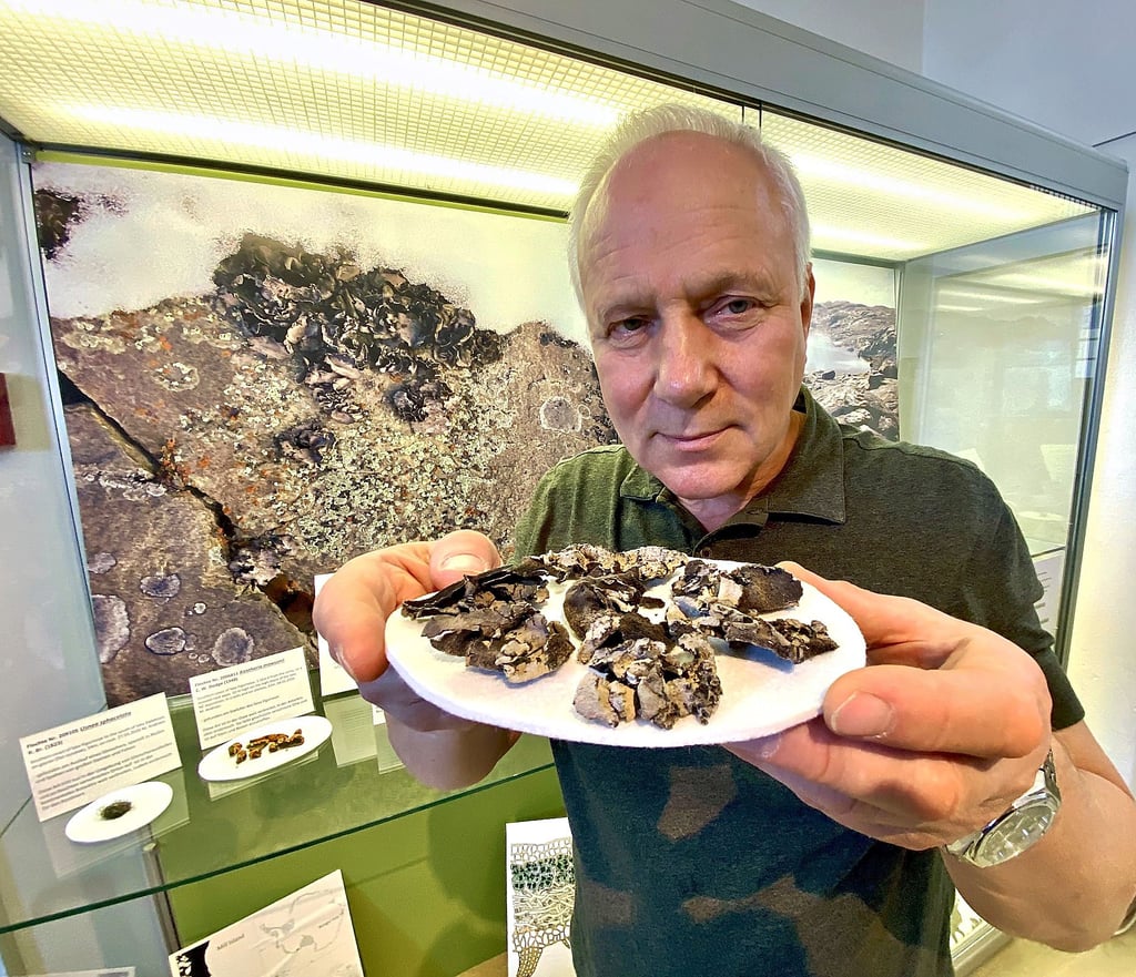 Der Arktisforscher Mikhael Andreev begutachtet die Flechtensammlung des Naturkundemuseums.