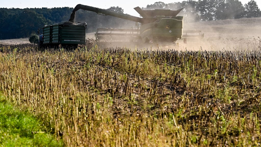 Mehr als jede dritte Arbeitskraft in der sächsischen Landwirtschaft ist eine Frau.