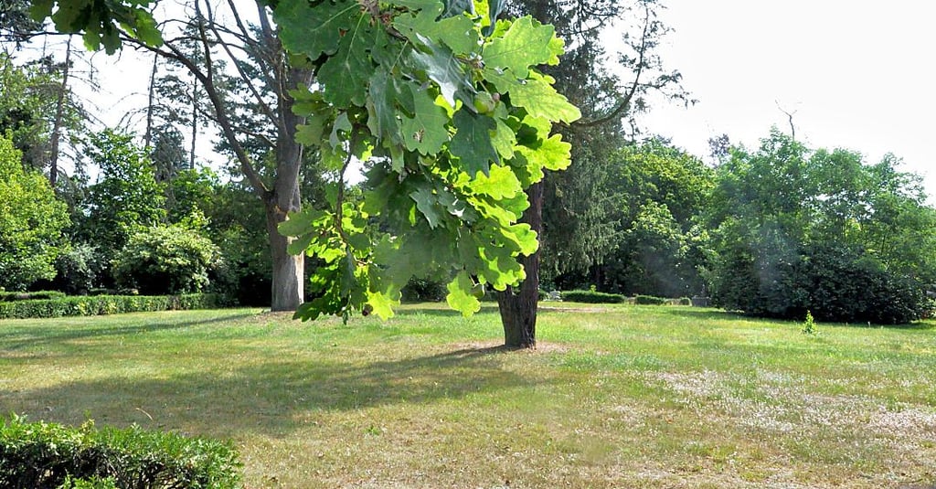 Der Friedhof in Gardelegen. Aufgrund von Dürreschäden und Schädlingsbefall müssen 130 Bäume gefällt werden.