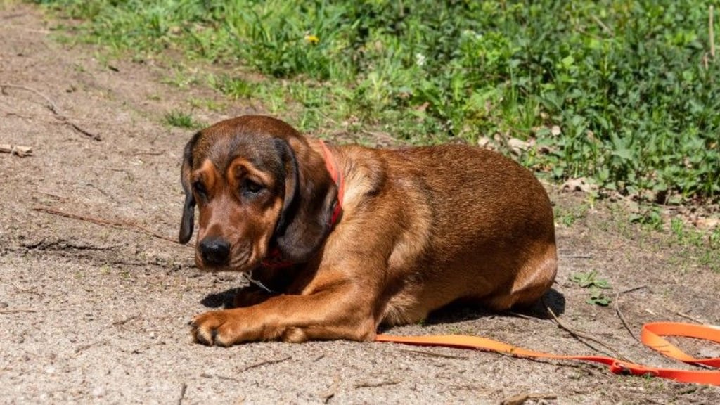 Ein Mann aus Bad Schmiedeberg trauert um seinen Jagdhund.