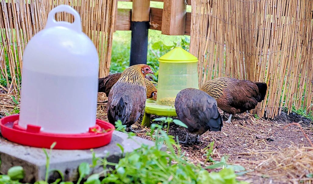 Die Hennen an ihrem ersten Schultag