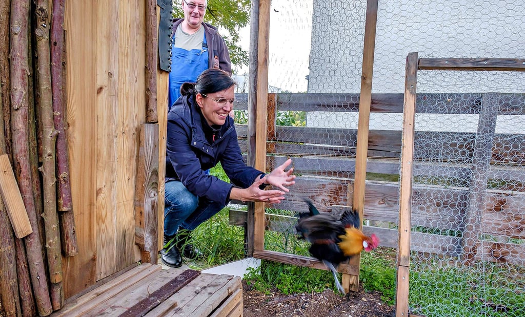 Heide Strömer entlässt den Hahn in sein neues Zuhause. Die Holländischen Zwerghühner sind jetzt Teil der Gartenreichschule in Oranienbaum.