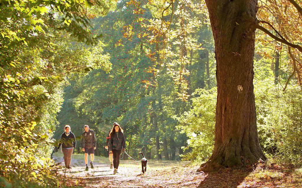Hoffen auf Hoch „Quedlinburgia“: Bunt gefärbtes Laub in Harzwäldern lockt bei schönem Herbstwetter zu einem Spaziergang.