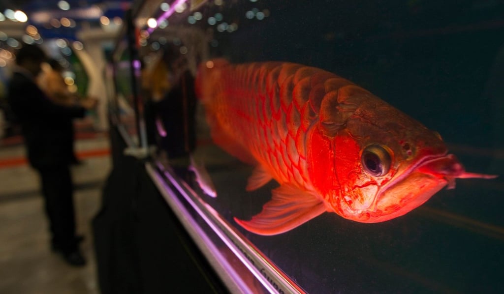 Ein Arowana: Die Fische werden oft als Haustiere gehalten.