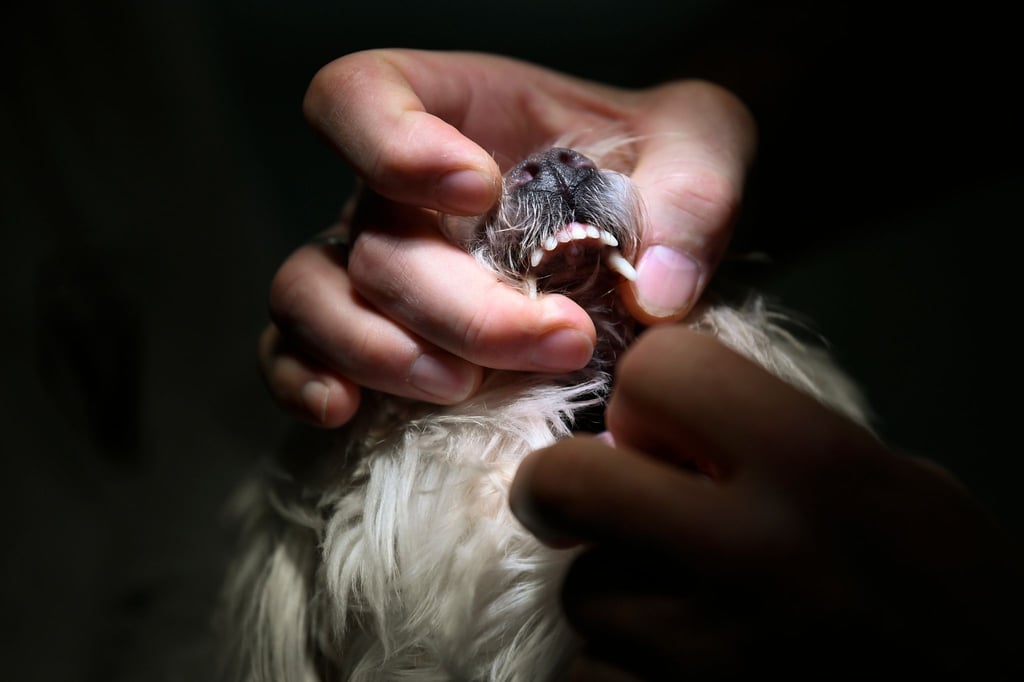 Bricht dem Hund ein Zahn ab, ist entscheidend, ob der Wurzelkanal offen ist.