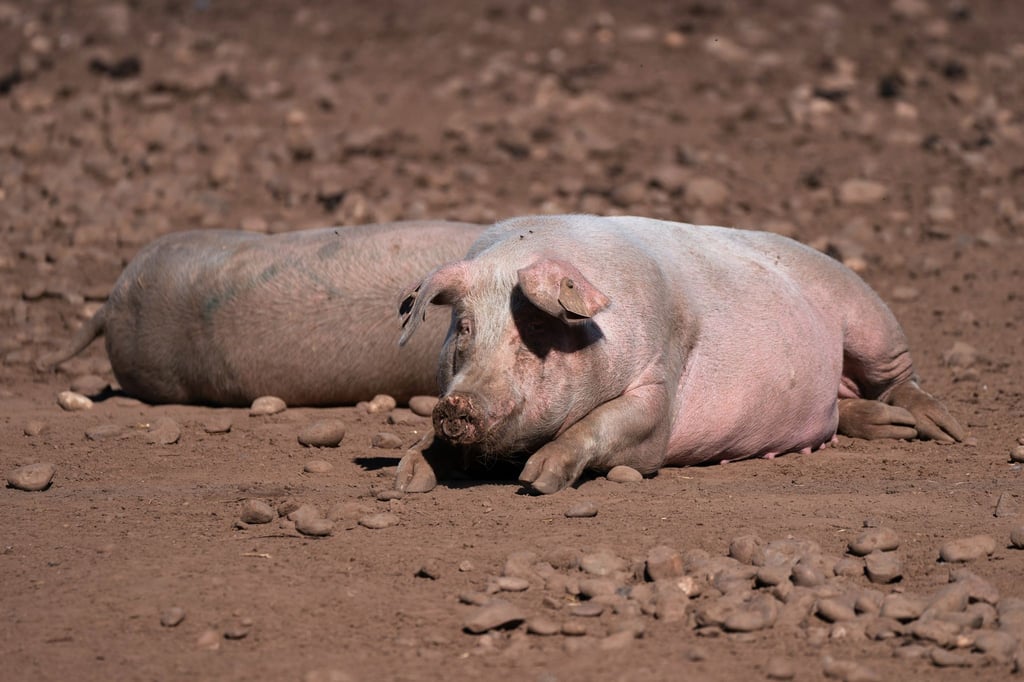 Schweine auf einem Bauernhof in Staffordshire.