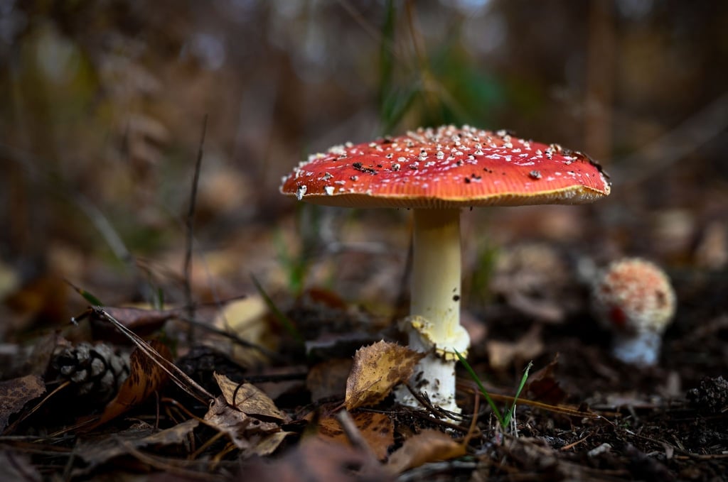 Hübsch, aber giftig: der Fliegenpilz (Amanita muscaria).