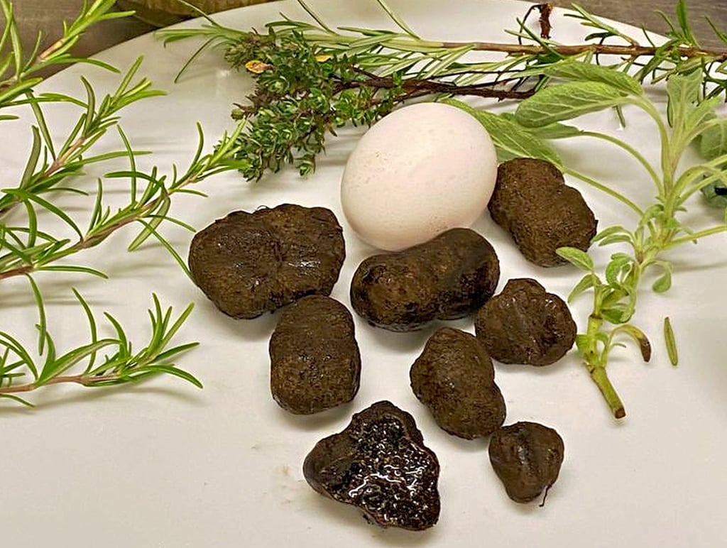 Sind es echte Trüffel, die in Havelberg gefunden worden sind? Sie sehen so aus, riechen und schmecken so. Zum Größenvergleich hat Gastwirt Manfred Hippeli ein Ei daneben gelegt.