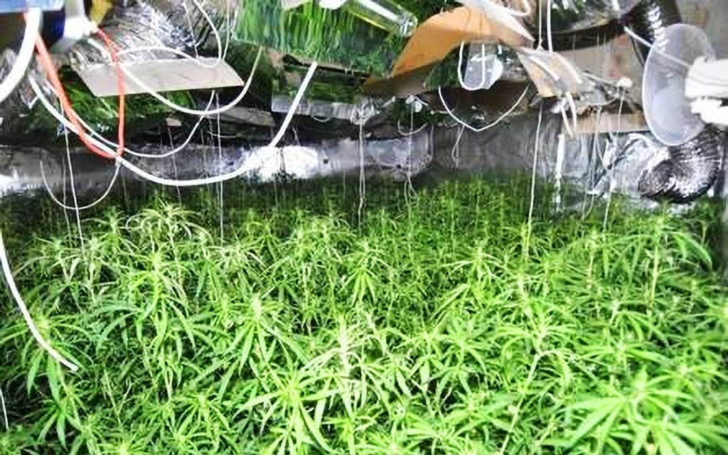 Die Plantage war professionell gebaut worden.