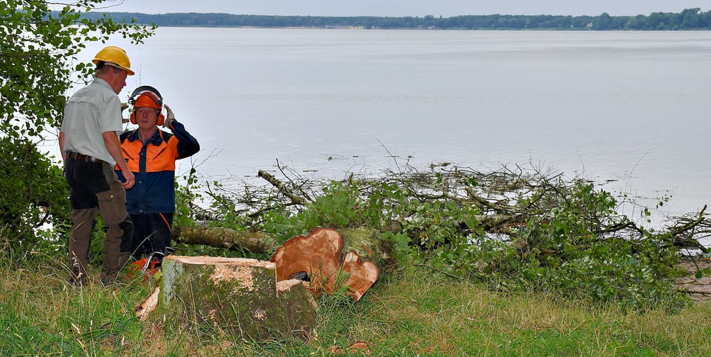 Lothar Büst (links) bei Fällarbeiten am Seeweg (Juli) im Gespräch mit Forstarbeiter Wolfram Juhl. Der Förster hat eine Idee, wie sich Lücken wieder schließen lassen.