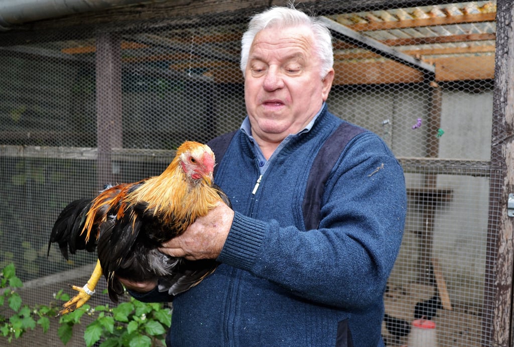 Meister der Geflügelzucht Klaus Schepuck aus Wanzleben mit einem vier Monate alte Hahn der Rasse Kreieköpfe organehaltig.