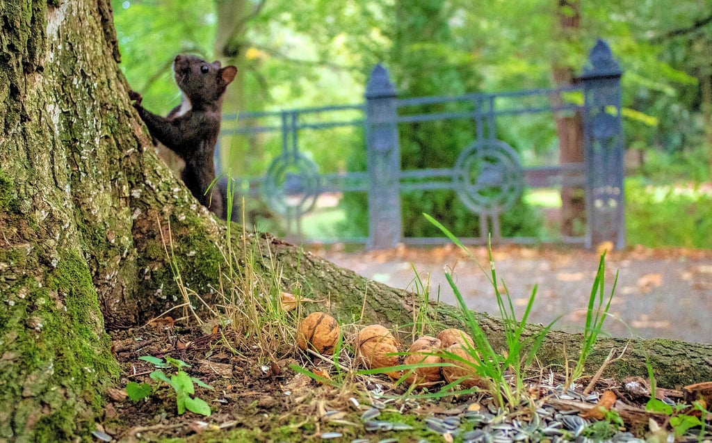 Hobbyfotografin Karina Tietze hat bei Ballenstedt Eichhörnchen fotgrafiert.