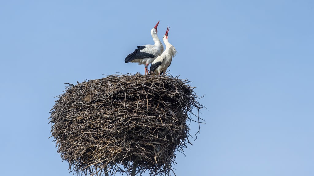 Zwei Weißstörche (Ciconia ciconia) sitzen in ihrem Nest und klappern mit ihren Schnäbeln. Foto: Klaus-Dietmar Gabbert/