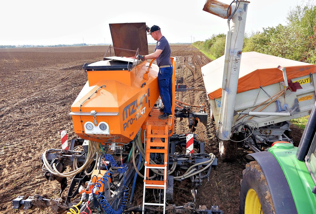 Nach der Ernte ist vor der Ernte. Nachdem die Zuckerrüben vom Feld sind, drillt der Mitarbeiter der APH Hinsdorf, Patrick Winter, den Winterweizen für das kommende Jahr in die Erde. Dazu öffnet er den Saatguttank der Drillmaschine, um ihn mit Saatgut aus dem nebenstehenden Hänger zu befüllen.