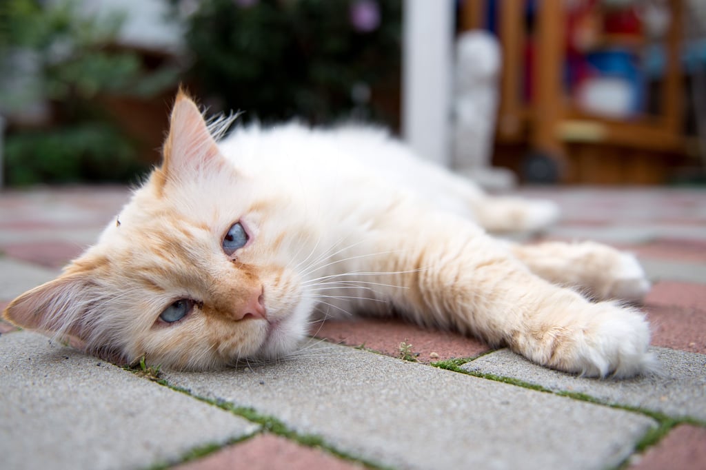Vermeintlich herrenlose Katzen, die mitunter manchmal um Futter betteln, obwohl sie gut genährt sind, sind oftmals Freigänger aus der Umgebung und müssen nicht gleich aufgenommen werden.