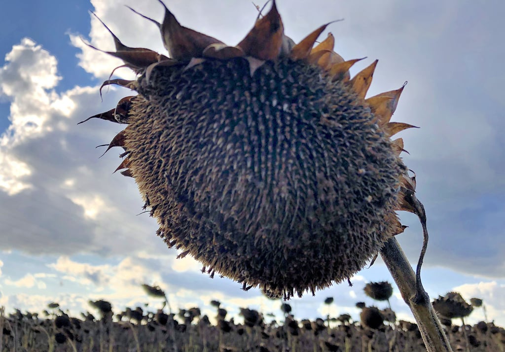 Aus den 12,5 Millionen Sonnenblumen, die 2021 rings um Bad Lauchstädt wuchsen, wird wertvolles Sonnenblumenöl gewonnen.